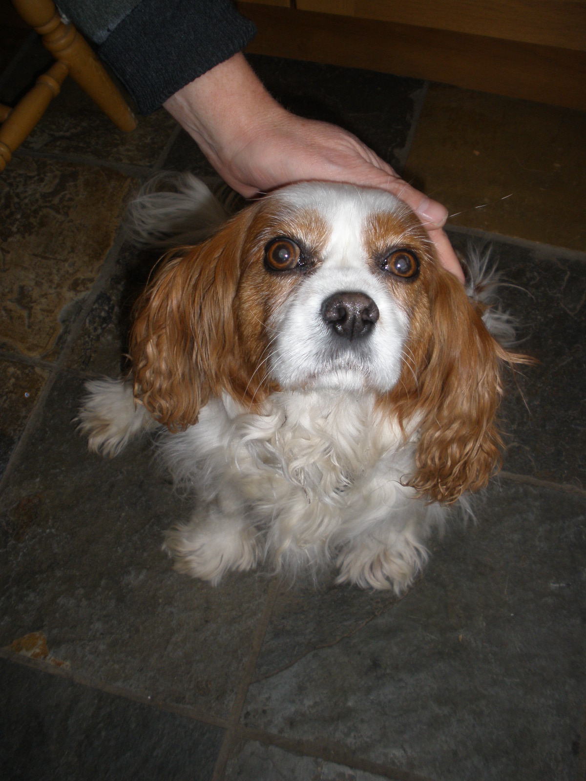 Cavalier King Charles Dog