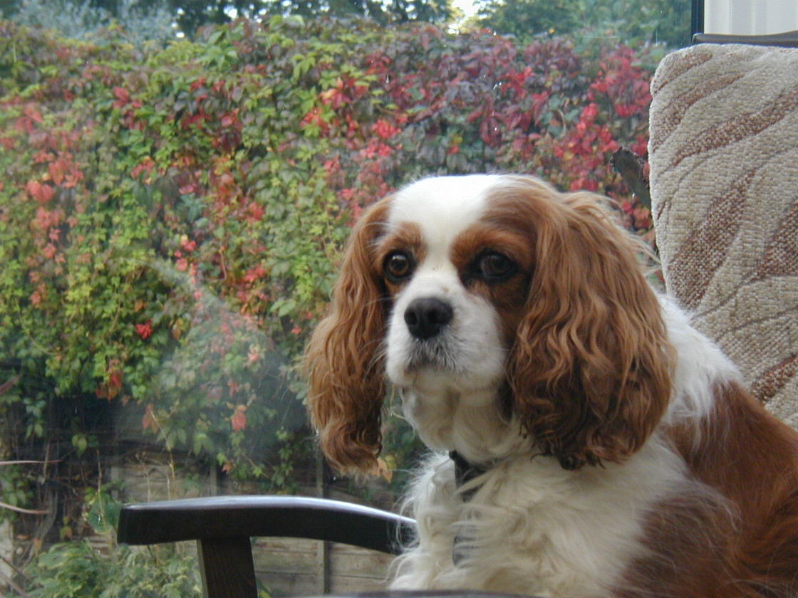 Cavalier King Charles dog