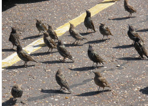 birds of the air
