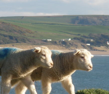 beasts of the field